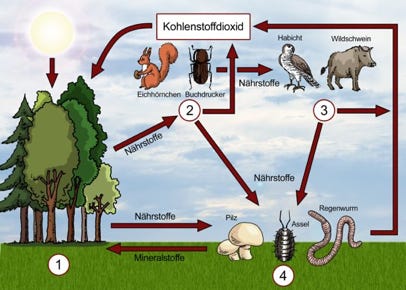 Schaubild für einen Biologiebeitrag