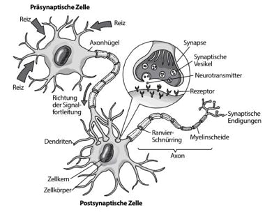 Schaubild für einen naturwissenschaftlichen Beitrag