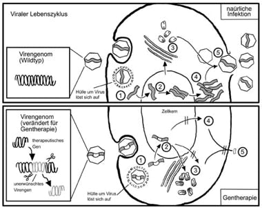 Naturwissenschaftliche Zeichnung