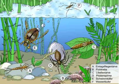 Farbfolie für Biologie