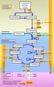 Schaubild für einen naturwissenschaftlichen Beitrag