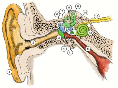 Schaubild für einen naturwissenschaftlichen Beitrag